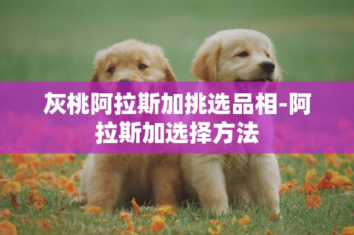 灰桃阿拉斯加挑選品相-阿拉斯加選擇方法