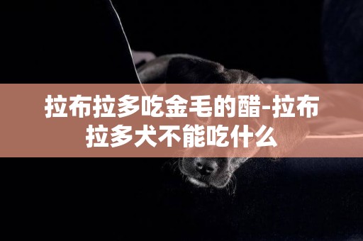 拉布拉多吃金毛的醋-拉布拉多犬不能吃什么