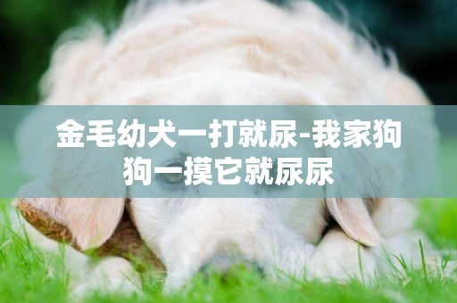 金毛幼犬一打就尿-我家狗狗一摸它就尿尿