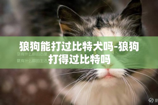 狼狗能打過比特犬嗎-狼狗打得過比特嗎