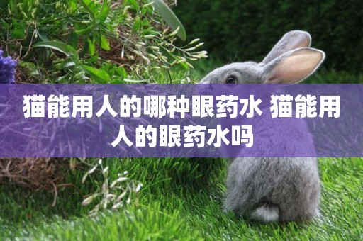 貓能用人的哪種眼藥水 貓能用人的眼藥水嗎