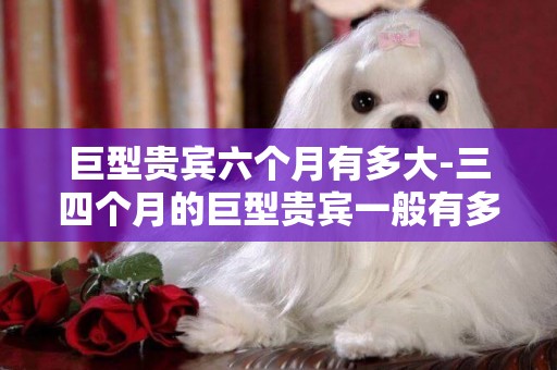 巨型貴賓六個月有多大-三四個月的巨型貴賓一般有多大
