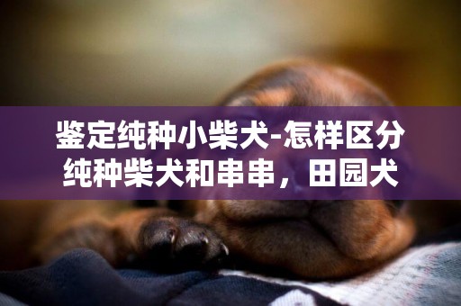 鑒定純種小柴犬-怎樣區分純種柴犬和串串，田園犬