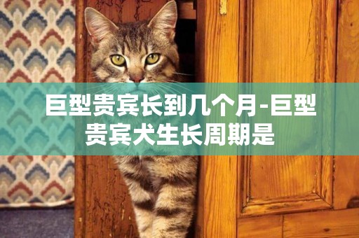 巨型貴賓長到幾個月-巨型貴賓犬生長周期是