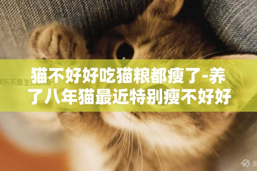 貓不好好吃貓糧都瘦了-養了八年貓最近特別瘦不好好吃貓糧不知道是什么病