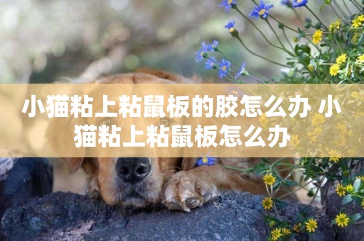 小貓粘上粘鼠板的膠怎么辦 小貓粘上粘鼠板怎么辦