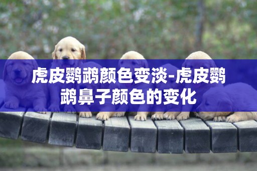 虎皮鸚鵡顏色變淡-虎皮鸚鵡鼻子顏色的變化