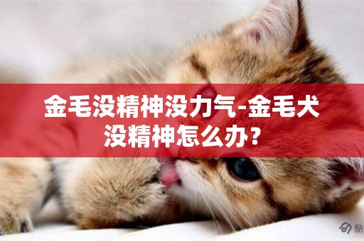 金毛沒精神沒力氣-金毛犬沒精神怎么辦？