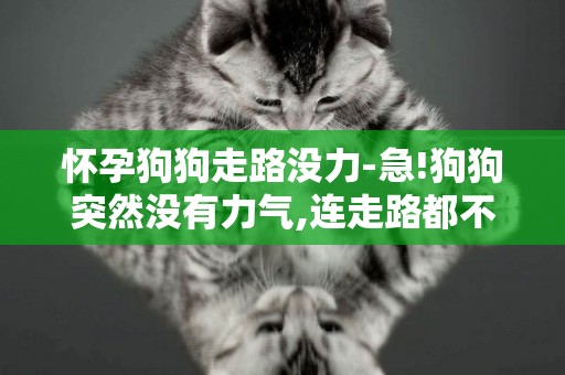 懷孕狗狗走路沒力-急!狗狗突然沒有力氣,連走路都不愛走