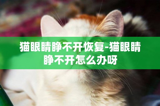 貓眼睛睜不開恢復-貓眼睛睜不開怎么辦呀
