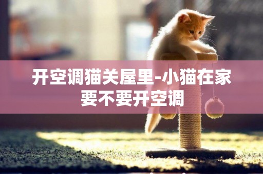 開空調貓關屋里-小貓在家要不要開空調