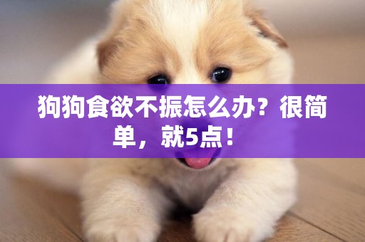 狗狗食欲不振怎么辦？很簡單，就5點！ 