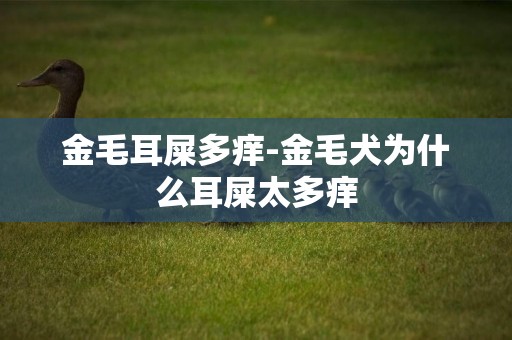 金毛耳屎多癢-金毛犬為什么耳屎太多癢