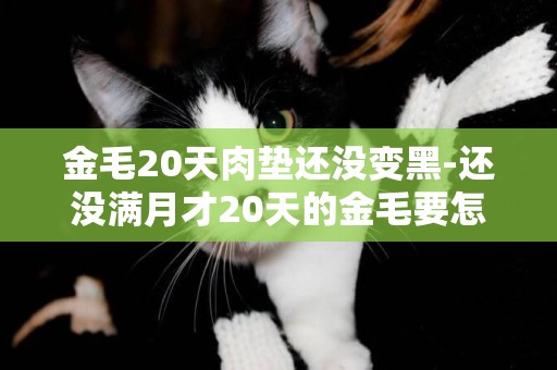 金毛20天肉墊還沒變黑-還沒滿月才20天的金毛要怎么養啊。