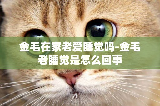 金毛在家老愛睡覺嗎-金毛老睡覺是怎么回事