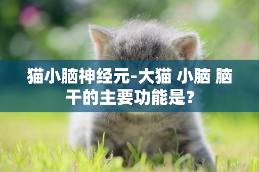 貓小腦神經元-大貓 小腦 腦干的主要功能是？
