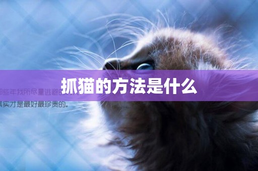 抓貓的方法是什么