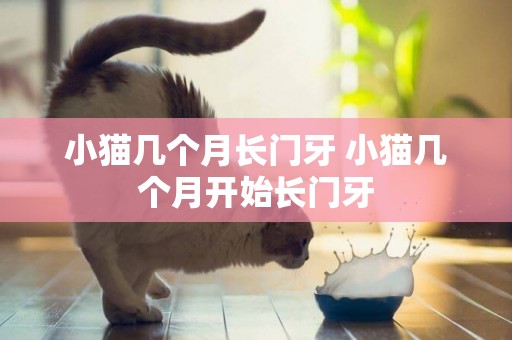小貓幾個月長門牙 小貓幾個月開始長門牙