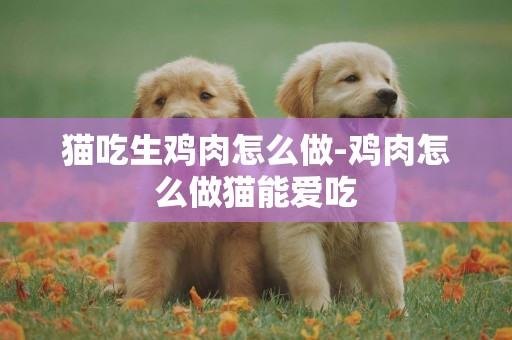 貓吃生雞肉怎么做-雞肉怎么做貓能愛吃