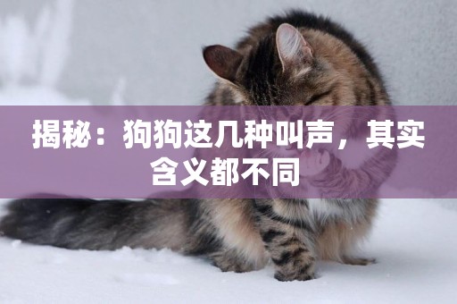 揭秘：狗狗這幾種叫聲，其實含義都不同 