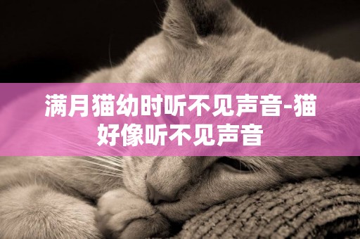 滿月貓幼時聽不見聲音-貓好像聽不見聲音