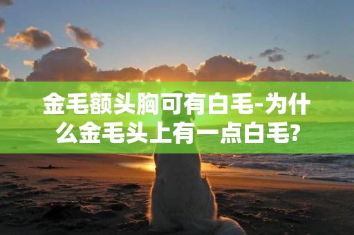 金毛額頭胸可有白毛-為什么金毛頭上有一點白毛?