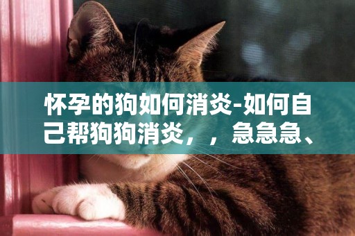 懷孕的狗如何消炎-如何自己幫狗狗消炎，，急急急、、、