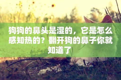 狗狗的鼻頭是濕的，它是怎么感知熱的？翻開狗的鼻子你就知道了 