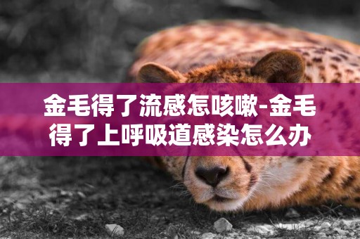 金毛得了流感怎咳嗽-金毛得了上呼吸道感染怎么辦