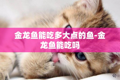 金龍魚能吃多大點的魚-金龍魚能吃嗎