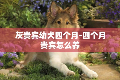 灰貴賓幼犬四個月-四個月貴賓怎么養