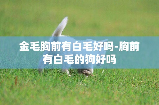 金毛胸前有白毛好嗎-胸前有白毛的狗好嗎