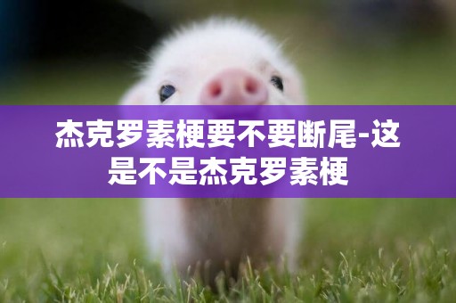 杰克羅素梗要不要斷尾-這是不是杰克羅素梗