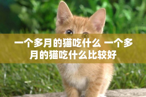 一個多月的貓吃什么 一個多月的貓吃什么比較好