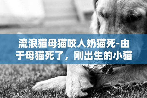 流浪貓母貓咬人奶貓死-由于母貓死了，剛出生的小貓怎么照顧