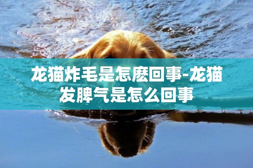 龍貓炸毛是怎麼回事-龍貓發脾氣是怎么回事
