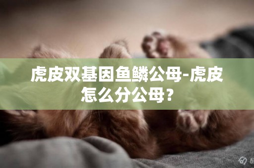 虎皮雙基因魚鱗公母-虎皮怎么分公母？