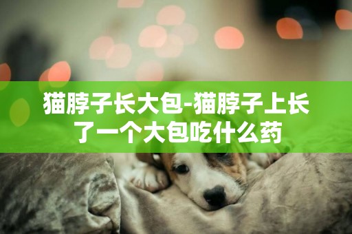 貓脖子長大包-貓脖子上長了一個大包吃什么藥