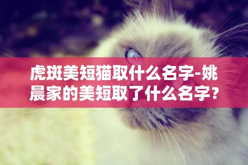 虎斑美短貓取什么名字-姚晨家的美短取了什么名字？