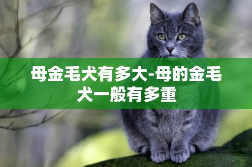 母金毛犬有多大-母的金毛犬一般有多重