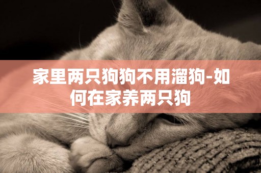 家里兩只狗狗不用溜狗-如何在家養兩只狗