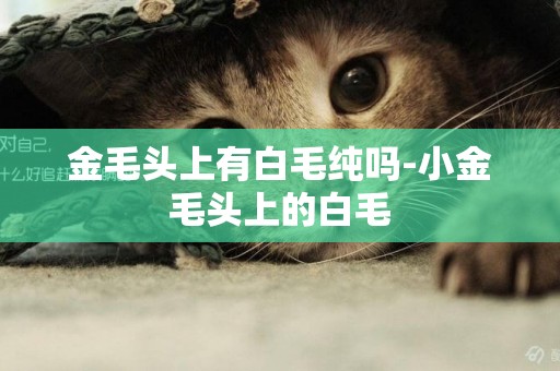 金毛頭上有白毛純嗎-小金毛頭上的白毛