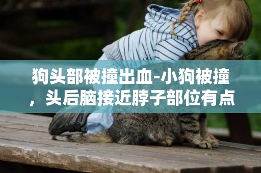 狗頭部被撞出血-小狗被撞，頭后腦接近脖子部位有點出血，要緊不要緊