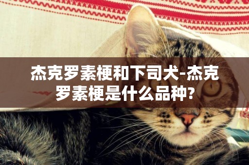 杰克羅素梗和下司犬-杰克羅素梗是什么品種?
