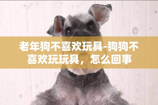 老年狗不喜歡玩具-狗狗不喜歡玩玩具，怎么回事