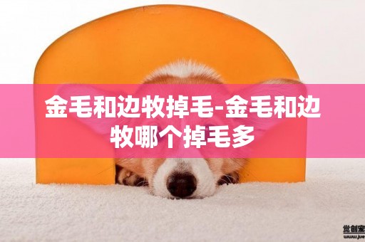 金毛和邊牧掉毛-金毛和邊牧哪個掉毛多