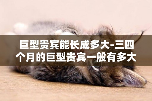 巨型貴賓能長成多大-三四個月的巨型貴賓一般有多大
