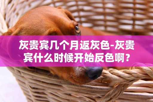 灰貴賓幾個月返灰色-灰貴賓什么時候開始反色啊？