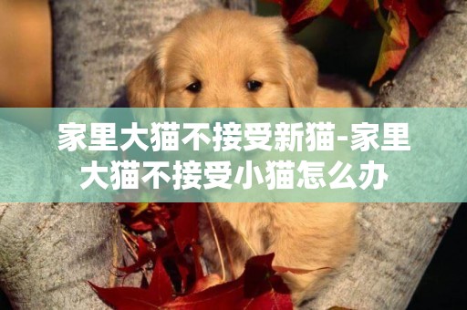 家里大貓不接受新貓-家里大貓不接受小貓怎么辦