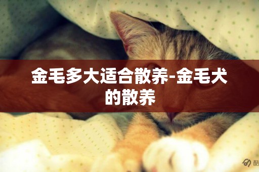 金毛多大適合散養-金毛犬的散養